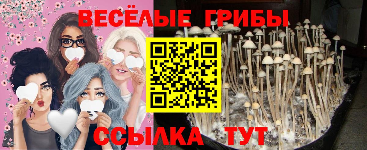 Псилоцибиновые грибы Psilocybine cubensis Губкинский